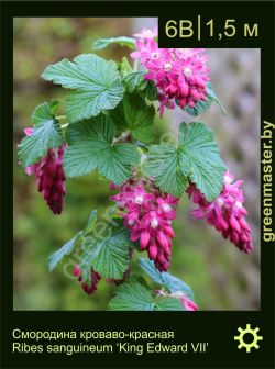 Изображение: смородина кроваво-красная (ribes sanguineum) 'king edward VII'