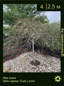 Изображение: ива козья (salix caprea) 'curly locks'