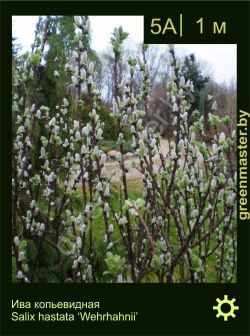 Изображение: ива копьевидная (salix hastata) 'wehrhahnii'