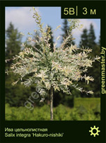 Изображение: ива цельнолистная (salix integra) 'hakuro-nishiki'