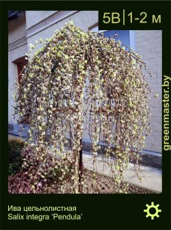 Изображение: ива цельнолистная (salix integra) 'pendula'