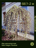 Изображение: ива цельнолистная (salix integra) 'pendula'