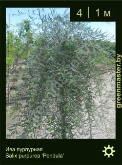 Изображение: ива пурпурная (salix purpurea) 'pendula'