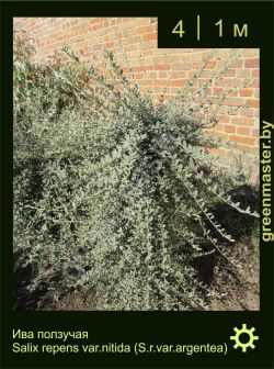 Изображение: ива ползучая (salix repens) 'nitida'