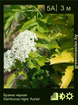 Изображение: бузина черная (sambucus nigra) 'aurea'