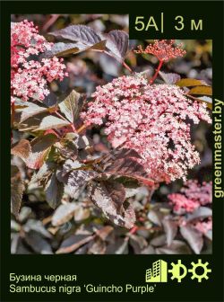 Изображение: бузина черная (sambucus nigra) 'guincho purple'