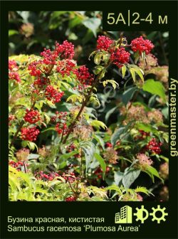 Изображение: бузина красная (sambucus racemosa) 'plumosa aurea'