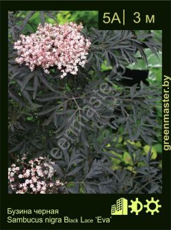 Изображение: бузина черная (sambucus nigra) 'eva'