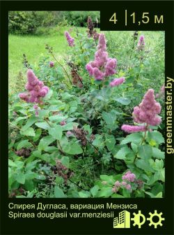 Изображение: спирея Дугласа (spiraea douglasii)