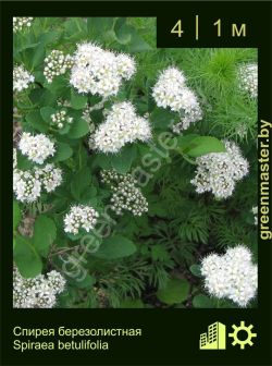 Изображение: спирея березолистная (spiraea betulifolia)