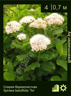 Изображение: спирея березолистная (spiraea betulifolia) 'tor'