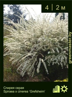 Изображение: спирея серая (spiraea × cinerea) 'grefsheim'