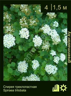 Изображение: спирея трехлопастная (spiraea trilobata)