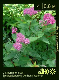 Изображение: спирея японская (spiraea japonica) 'anthony waterer'