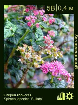 Изображение: спирея японская (spiraea japonica) 'bullata'