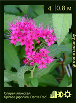 Изображение: спирея японская (spiraea japonica) 'dart's red'