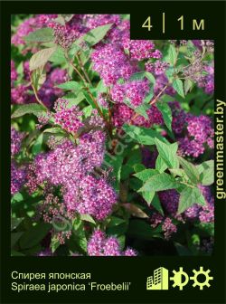 Изображение: спирея японская (spiraea japonica) 'froebelii'