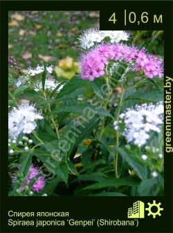 Изображение: спирея японская (spiraea japonica) 'genpel'