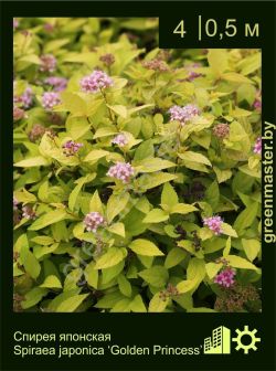 Изображение: спирея японская (spiraea japonica) 'golden princess'