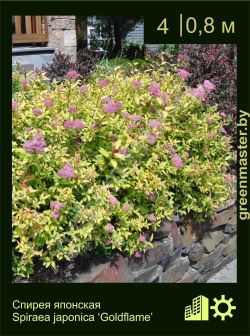 Изображение: спирея японская (spiraea japonica) 'goldflame'