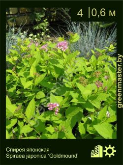 Изображение: спирея японская (spiraea japonica) 'goldmound'