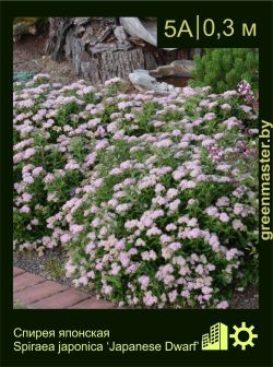 Изображение: спирея японская (spiraea japonica) 'japanese dwarf'