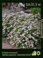 Изображение: спирея японская (spiraea japonica) 'japanese dwarf'