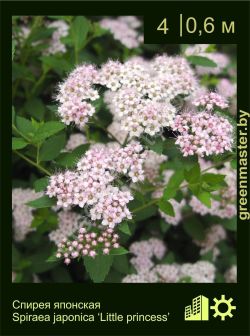 Изображение: спирея японская (spiraea japonica) 'little princess'