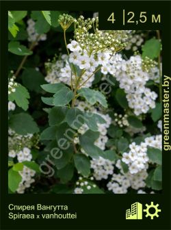 Изображение: спирея Вангутта (spiraea × vanhouttei)