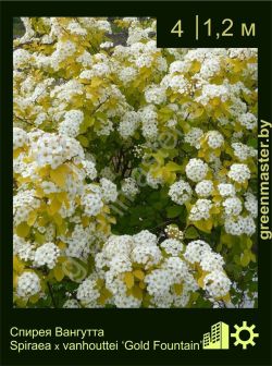 Изображение: спирея Вангутта (spiraea × vanhouttei) 'gold fountain'