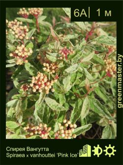 Изображение: спирея Вангутта (spiraea × vanhouttei) 'pink ice'