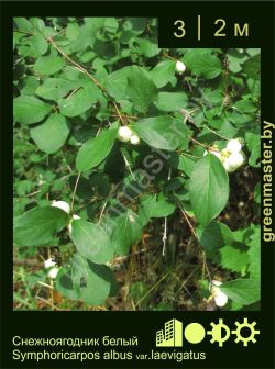 Изображение: снежноягодник белый (symphoricarpos albus)