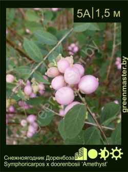 Изображение: снежноягодник Доренбоза (symphoricarpos × doorenbosii) 'amethyst'