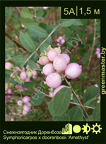 Изображение: снежноягодник Доренбоза (symphoricarpos doorenbosii) 'amethyst'