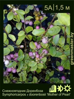 Изображение: снежноягодник Доренбоза (symphoricarpos × doorenbosii) 'mother of pearl'