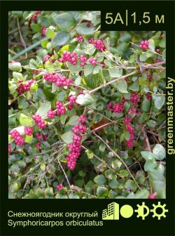 Изображение: снежноягодник округлый (symphoricarpos orbiculatus)