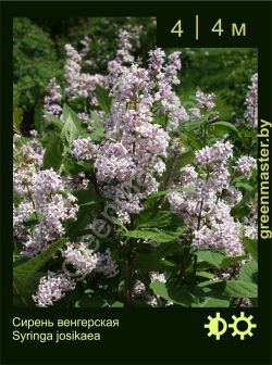 Изображение: сирень венгерская (syringa josikaea)