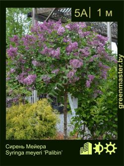 Изображение: сирень Мейера (syringa meyeri) 'palibin'