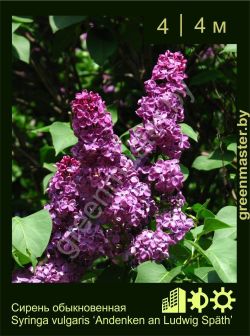 Изображение: сирень обыкновенная (syringa vulgaris) 'andenken an ludwig spath'