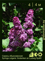 Изображение: сирень обыкновенная (syringa vulgaris) 'andenken an ludwig spath'