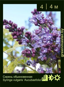 Изображение: сирень обыкновенная (syringa vulgaris) 'aucubaefolia'