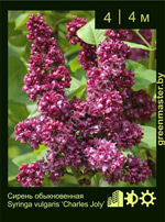 Изображение: сирень обыкновенная (syringa vulgaris) 'charles joly'