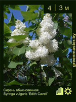 Изображение: сирень обыкновенная (syringa vulgaris) 'edith caveil'