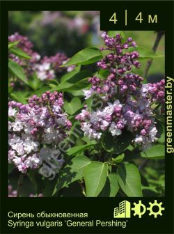 Изображение: сирень обыкновенная (syringa vulgaris) 'general pershing'