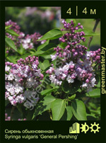 Изображение: сирень обыкновенная (syringa vulgaris) 'general pershing'