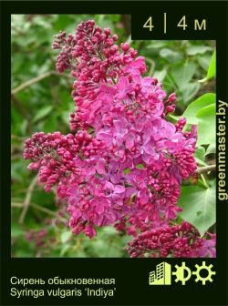 Изображение: сирень обыкновенная (syringa vulgaris) 'indiya'