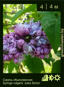 Изображение: сирень обыкновенная (syringa vulgaris) 'jules simon'