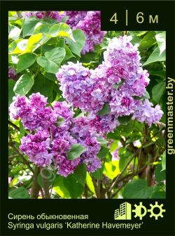 Изображение: сирень обыкновенная (syringa vulgaris) 'katherine havemeyer'