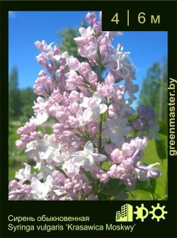 Изображение: сирень обыкновенная (syringa vulgaris) 'krasawica moskwy'