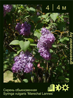 Изображение: сирень обыкновенная (syringa vulgaris) 'marechal lannes'